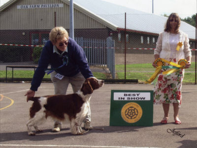 Ollie Hampshire Gundog Jefford 3 BIS 4th Time.jpg - 37847 Bytes